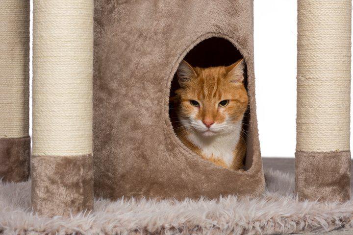 Prevue Kitty Power Paws® Siberian Mountain Cat Tree (61" H)