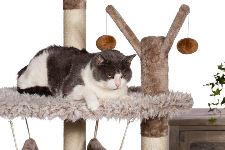 Prevue Kitty Power Paws® Siberian Mountain Cat Tree (61" H)
