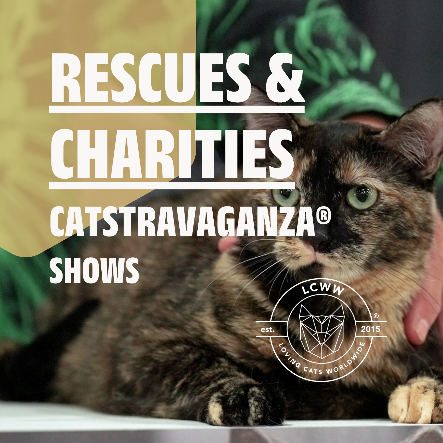 cat show west palm beach Join Rescues & Charities at CATSTRAVAGANZA® 2026 – Loving Cats Worldwide®
