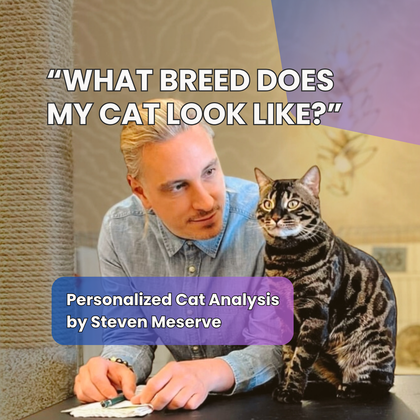 “What Breed Does My Cat Look Like?” – Personalized Cat Analysis by Steven Meserve