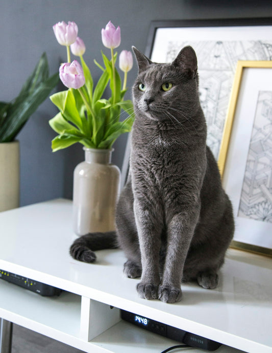 russian blue cat on white table
