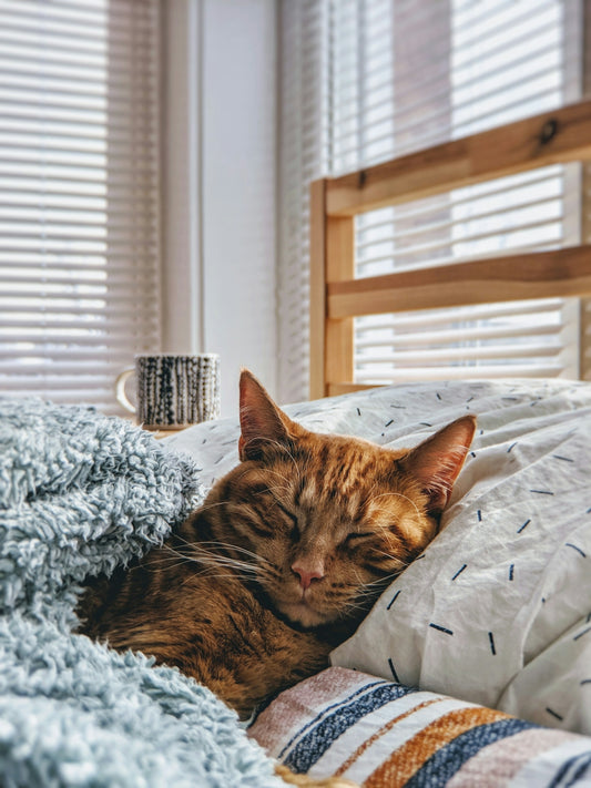 cat sleeping on bed