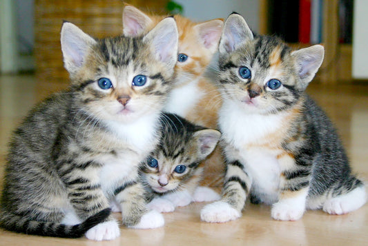 white and brown tabby kittens