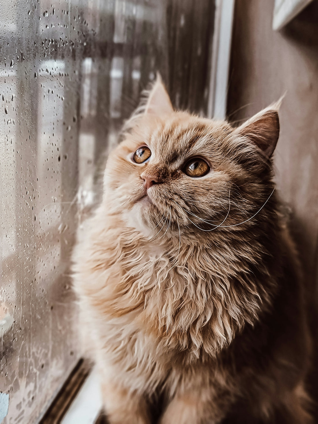 a cat sitting on a window sill looking out the window