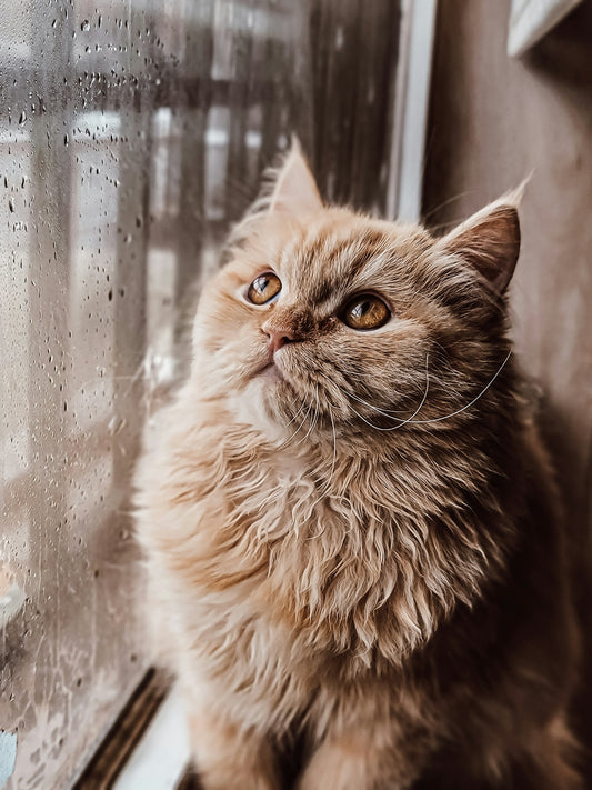a cat sitting on a window sill looking out the window