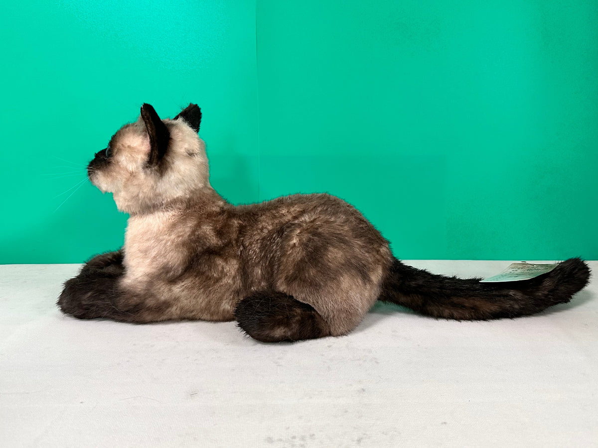 Plush Siamese Shorthair Cat Order to Make