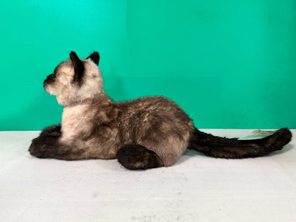 Plush Siamese Shorthair Cat Order to Make
