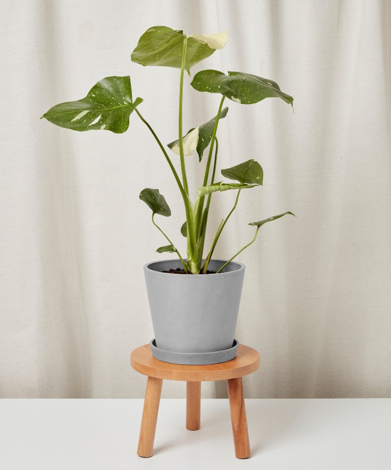 cats monstera Enhance Your Home with Monstera Thai Constellation – Loving Cats Worldwide®