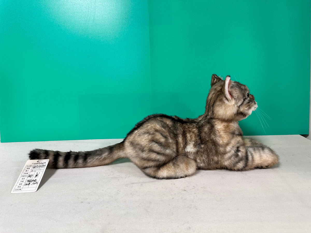Plush American Shorthair Order to Make