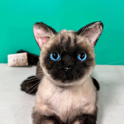 Plush Siamese Shorthair Cat Order to Make