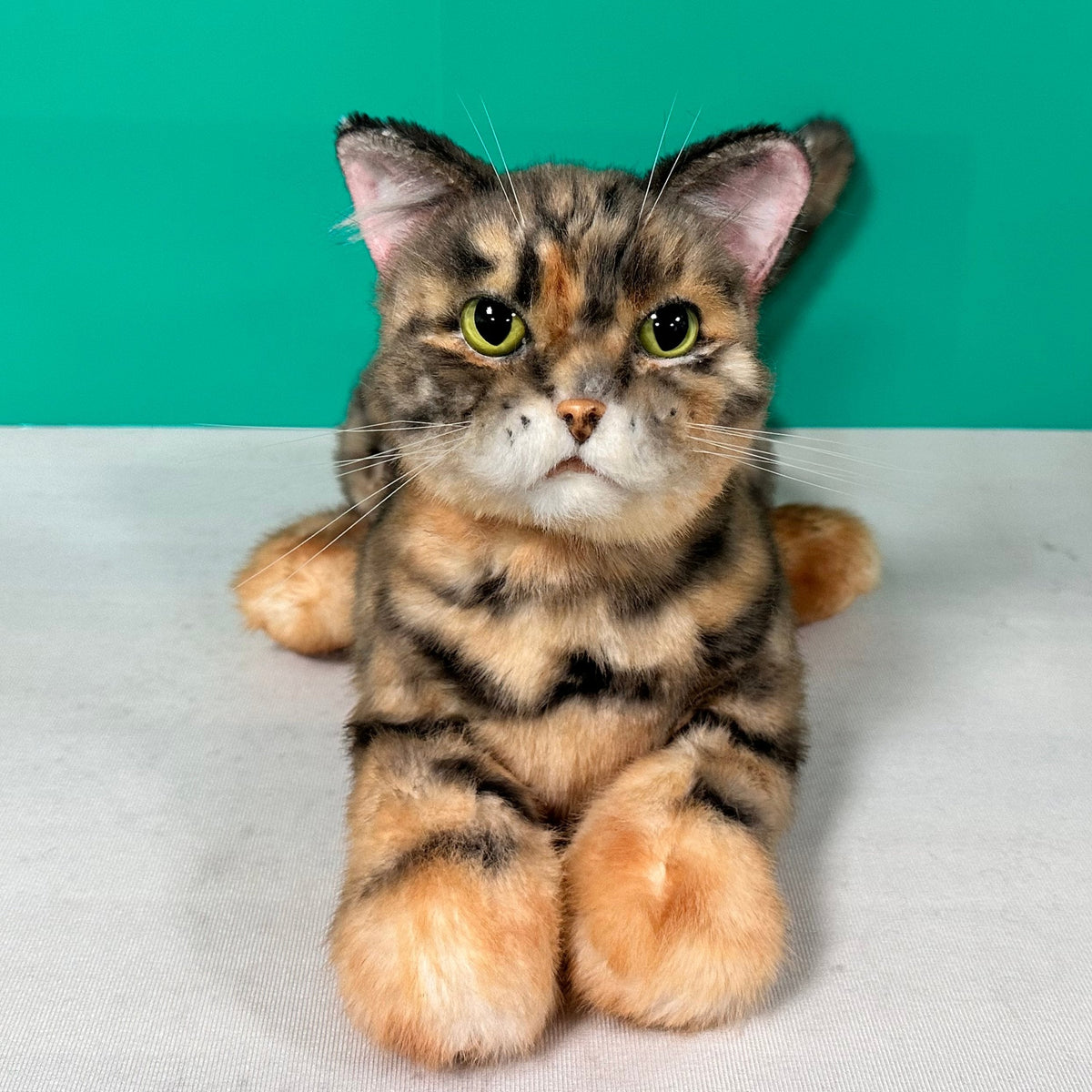 Plush Siamese Shorthair Cat Order to Make