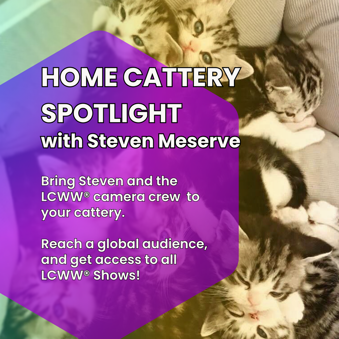 Home and/or Cattery Spotlight with Steven Meserve®