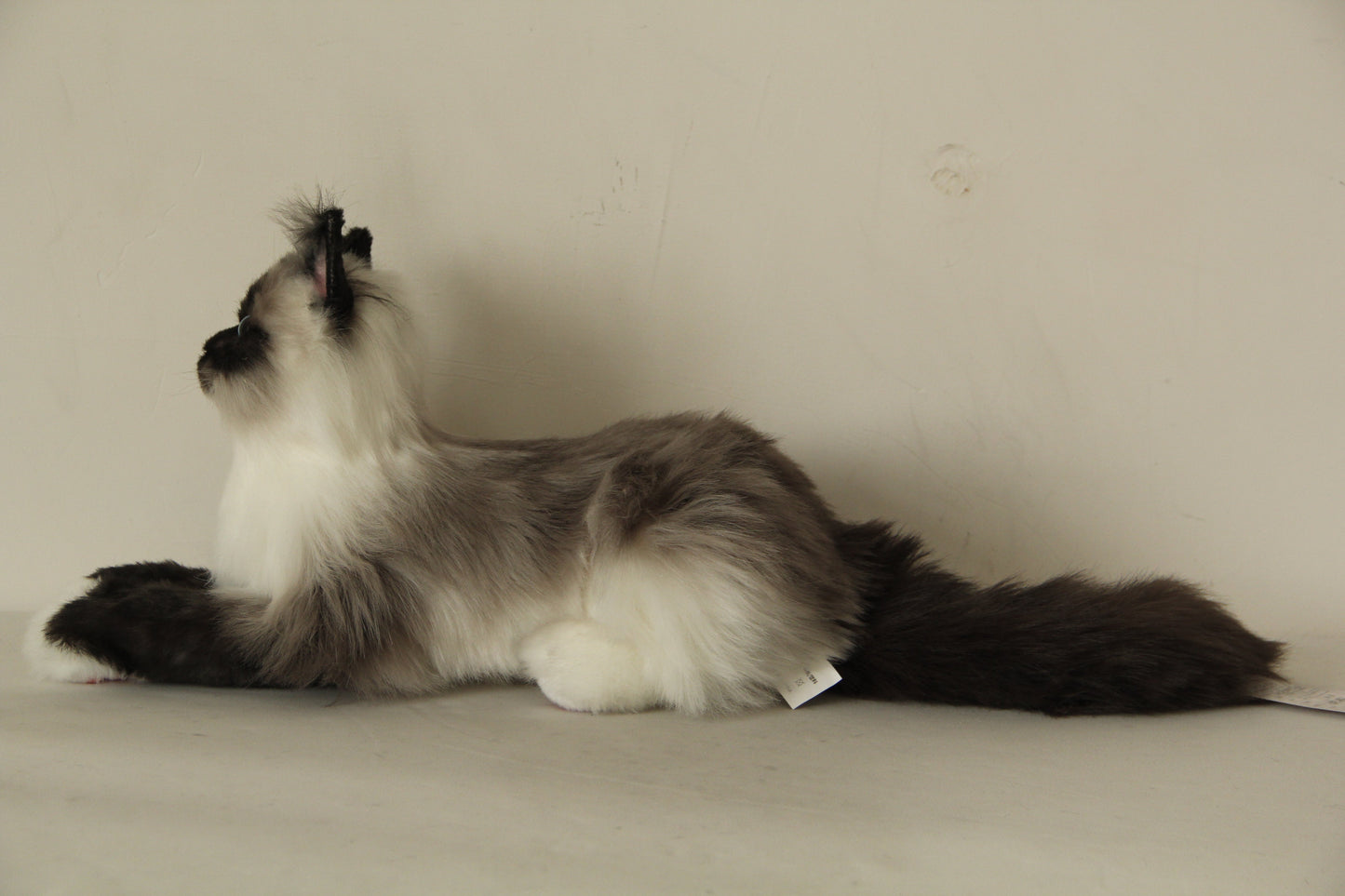 Siamese Cat Longhair MADE-TO-ORDER