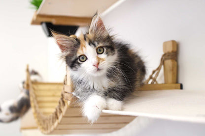 The Juggernaut - Indoor Cat Playground for Wall