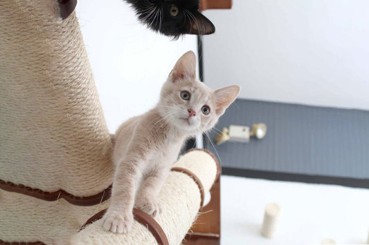 The Crossroads - Cat Wall Scratcher - Tree with Ramp