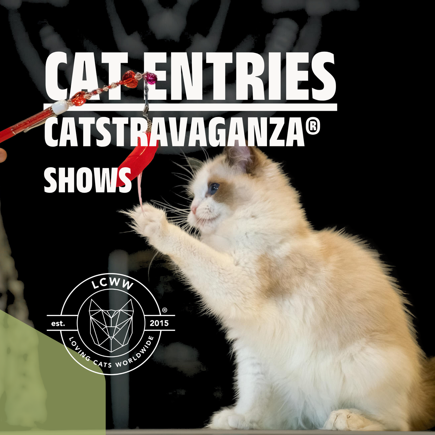 Cat Entries – LCWW Shows