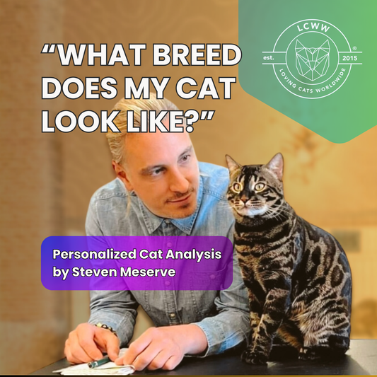 What Breed Does My Cat Look Like? | Cat Analysis by Steven Meserve