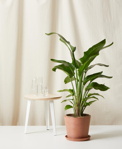 Bird of Paradise LG
