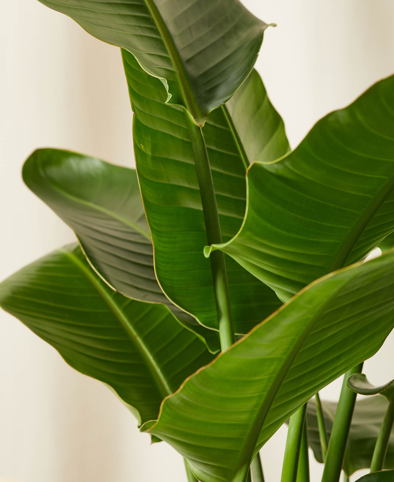 Bird of Paradise LG