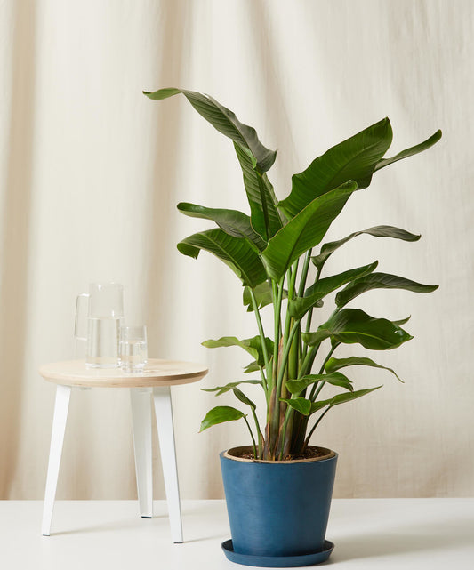 Bird of Paradise XXL