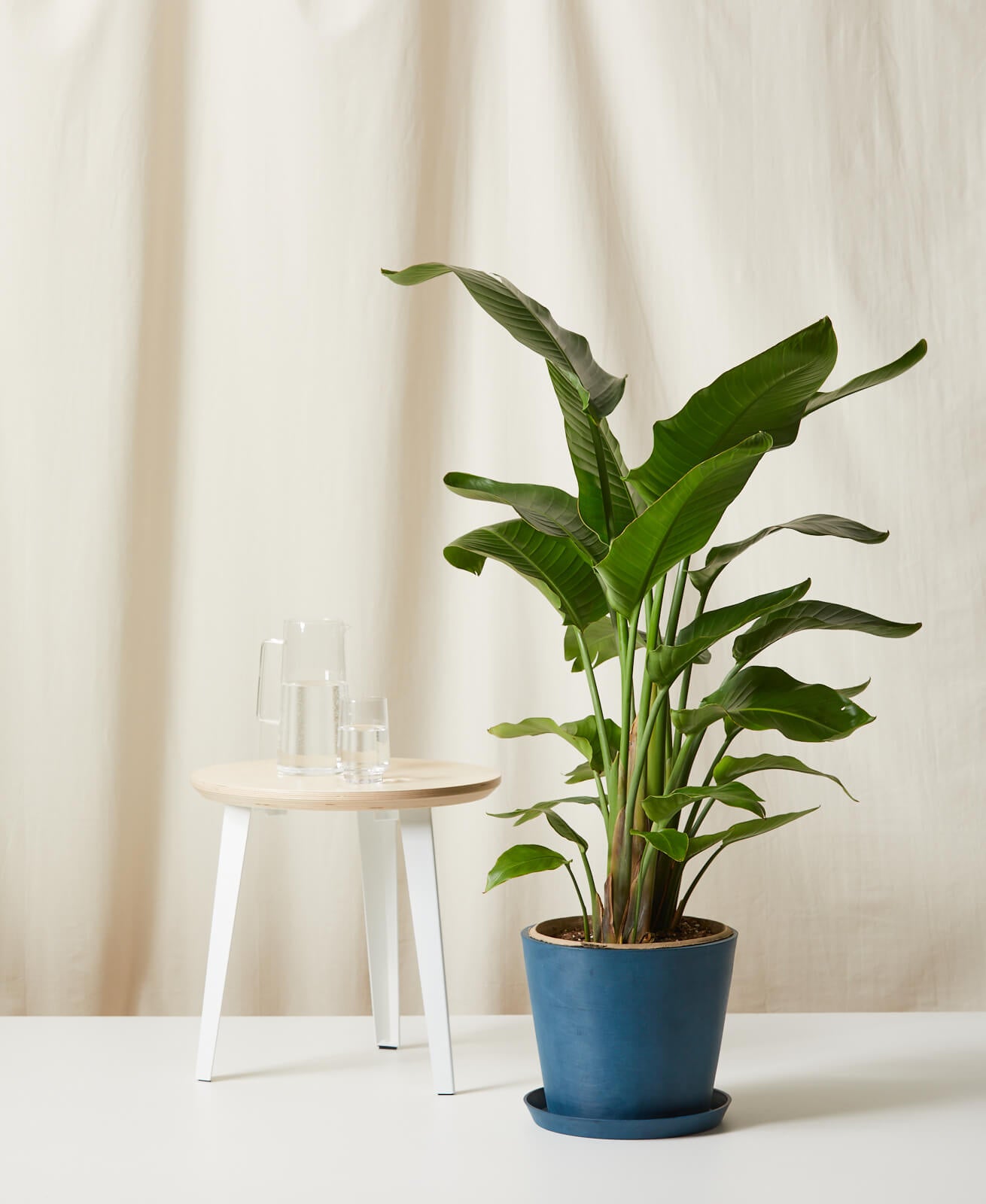 Bird of Paradise LG