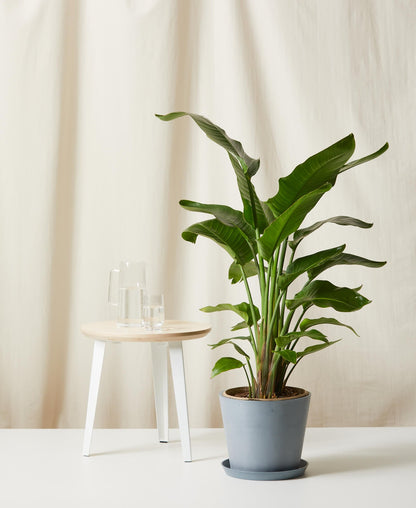 Bird of Paradise LG