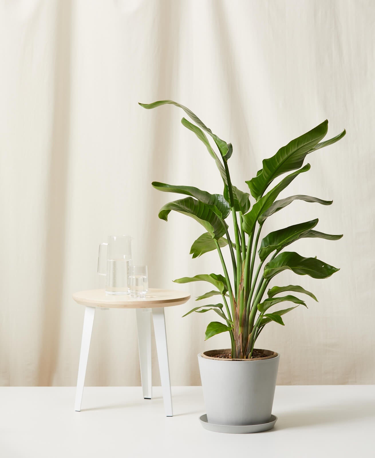 Bird of Paradise LG