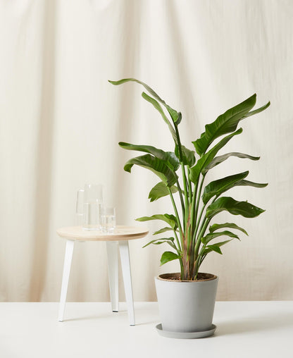 Bird of Paradise LG