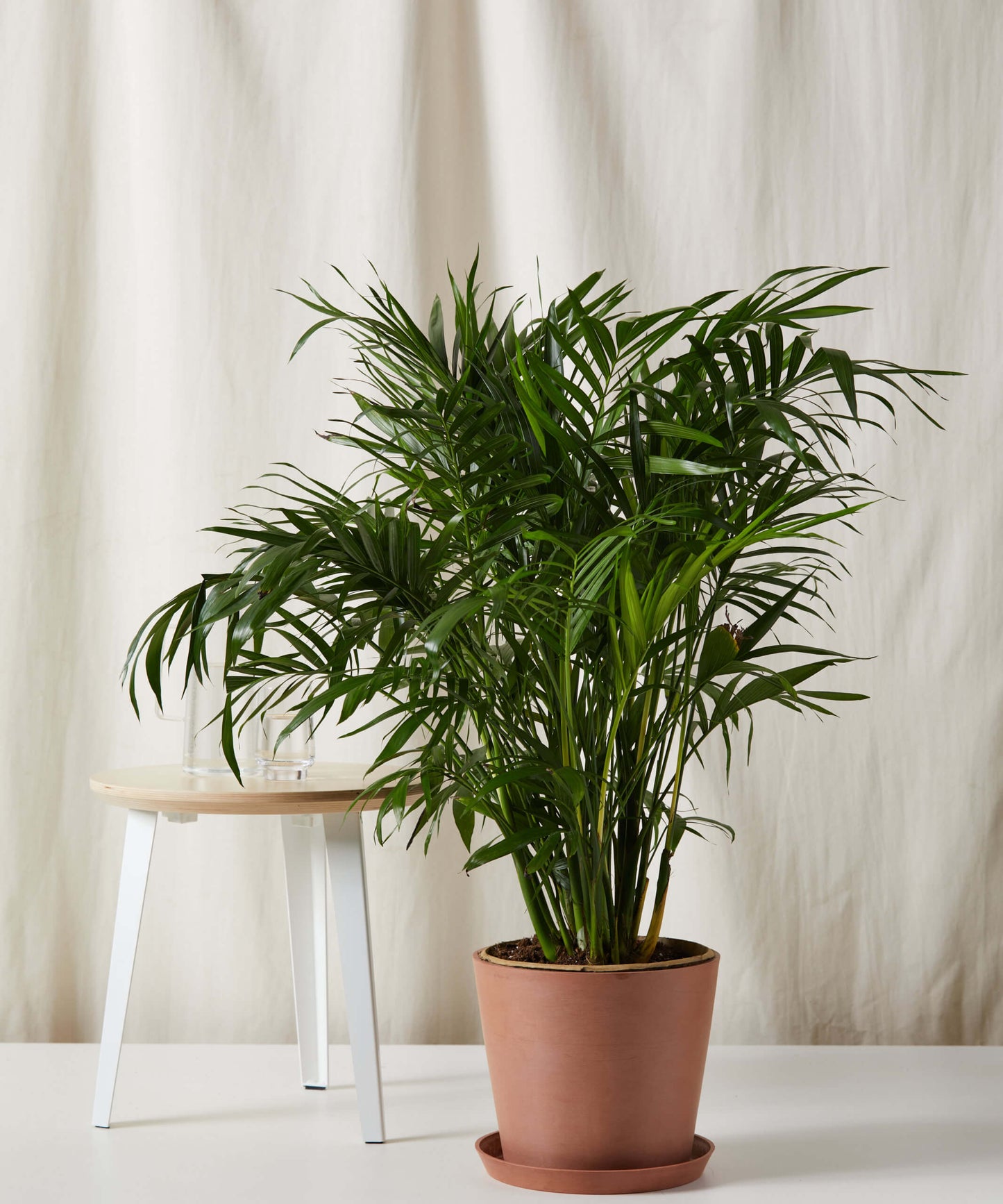 Cat Palm