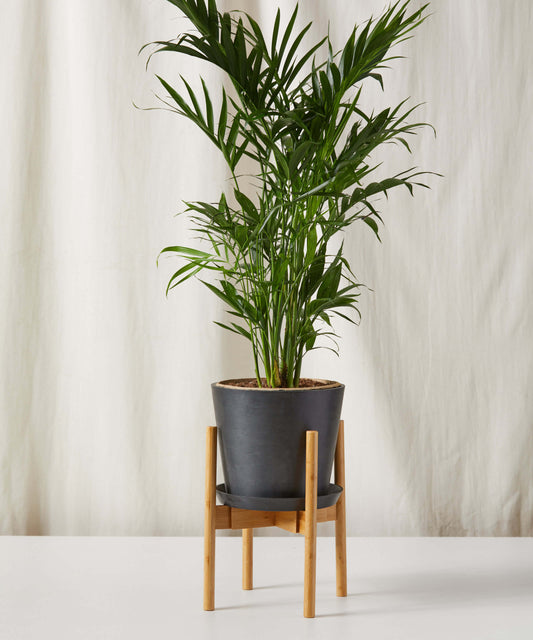 Cat Palm
