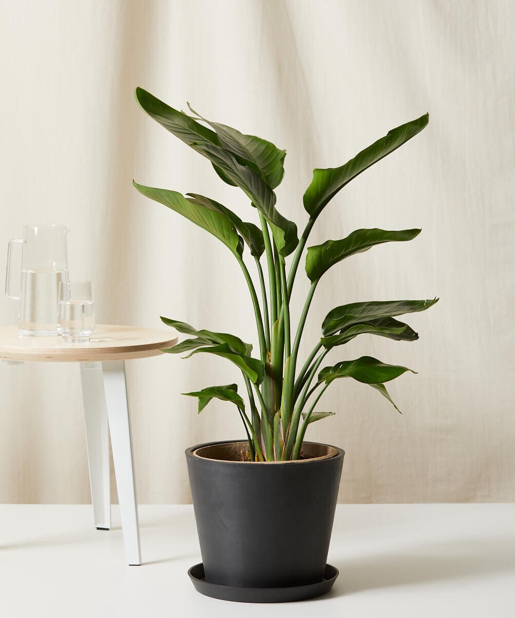 Bird of Paradise LG