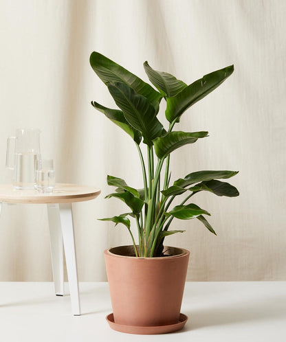 Bird of Paradise XXL