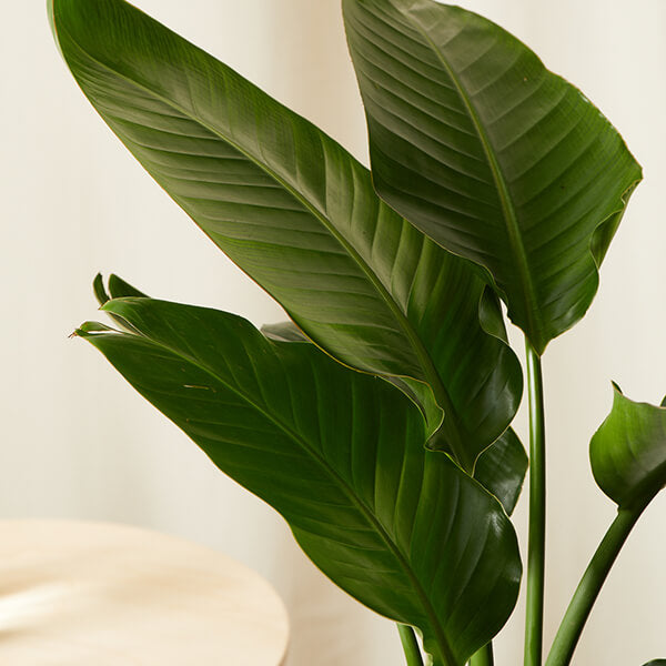 Bird of Paradise LG