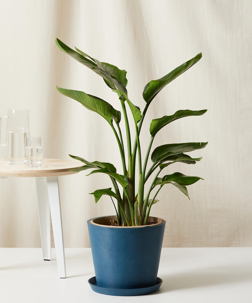 Bird of Paradise LG