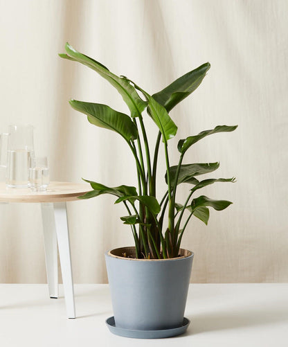 Bird of Paradise LG