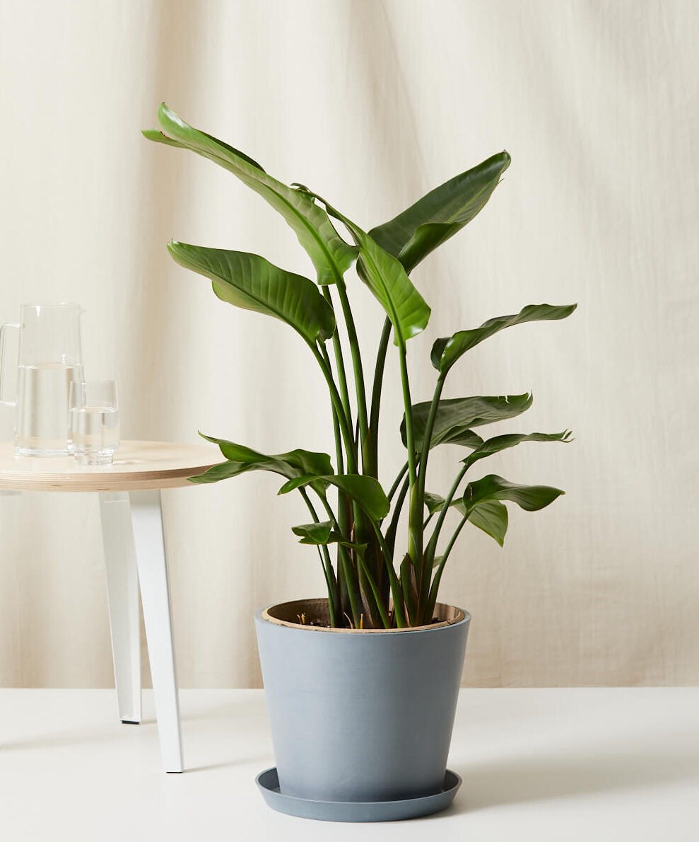 Bird of Paradise XXL