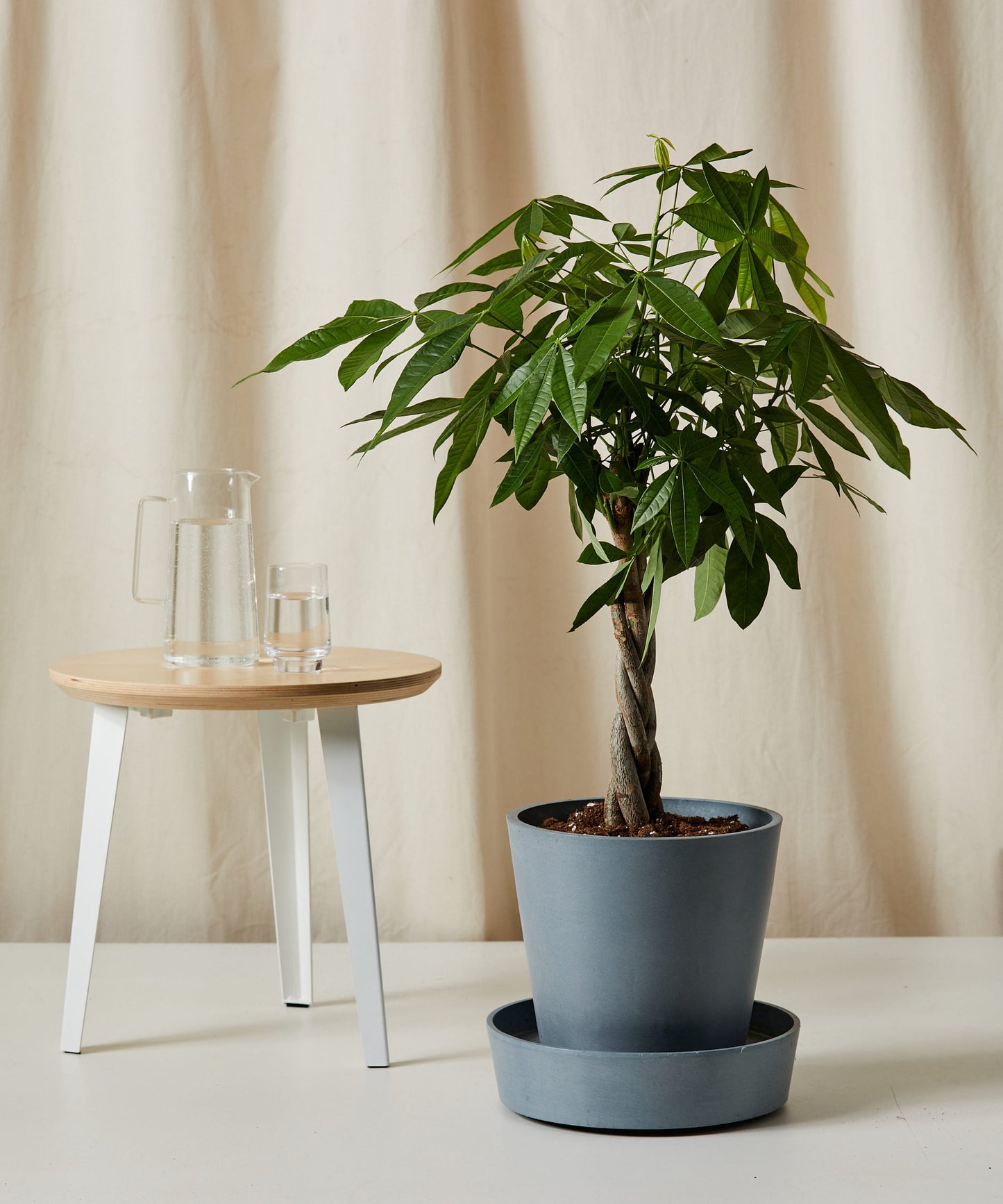 Money Tree