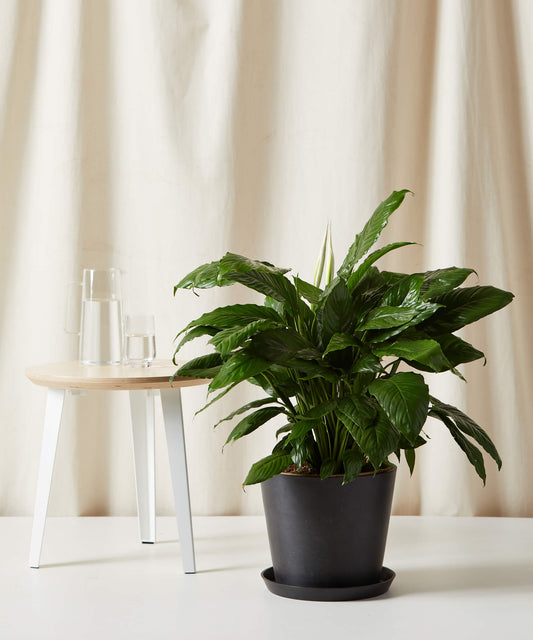 XL Peace Lily