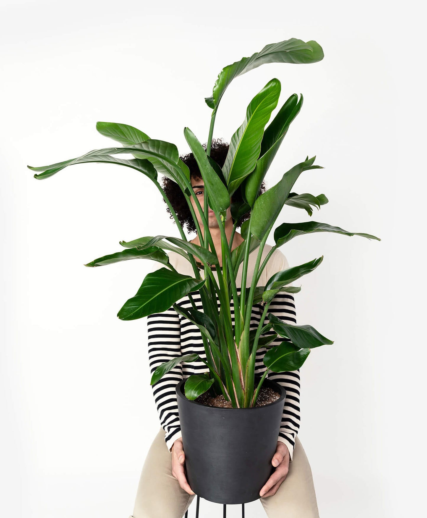 Bird of Paradise LG