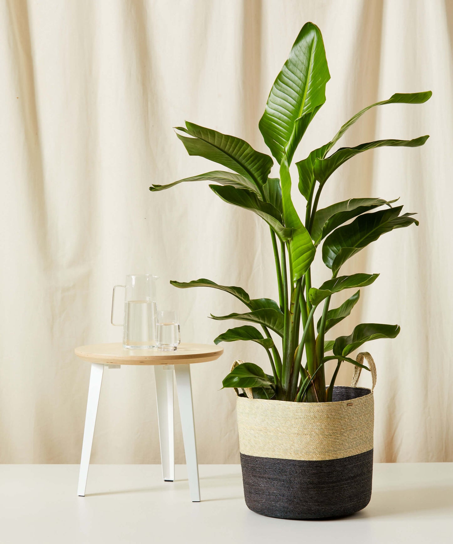 Bird of Paradise LG