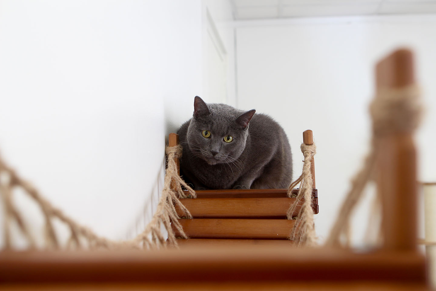 Cat Wall Bridge and Shelf Set