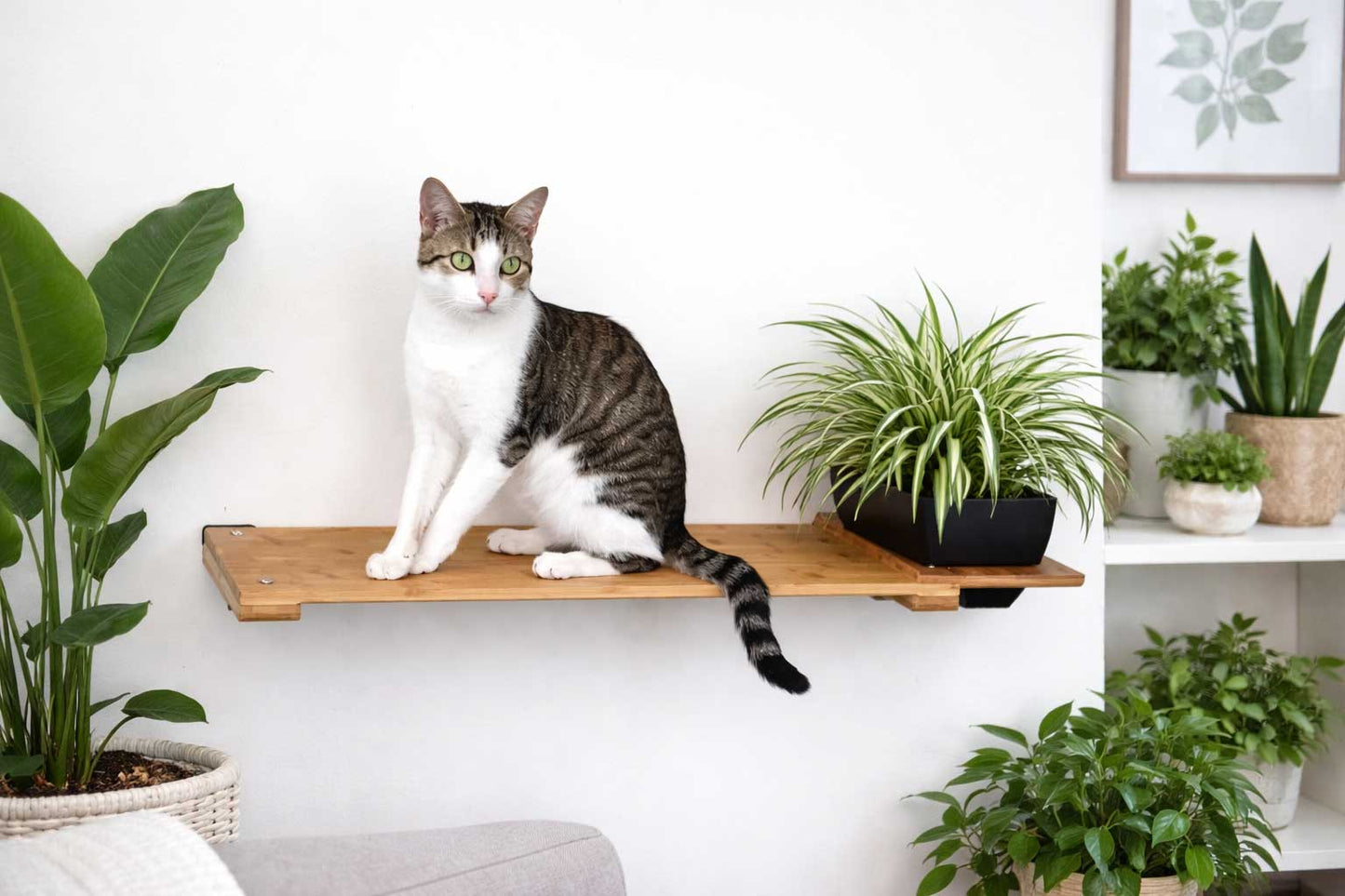 Cat Plant Stand for Wall