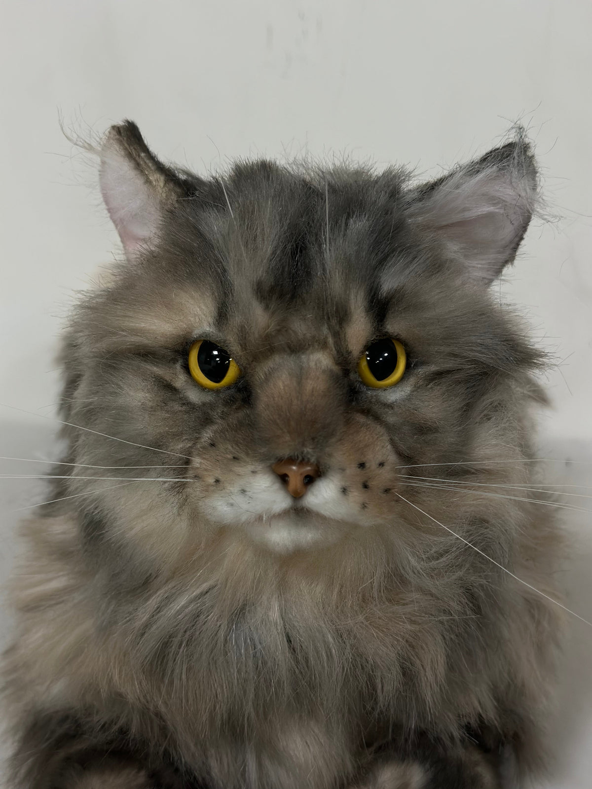Plush American Tabby Cat Longhair Order to Make