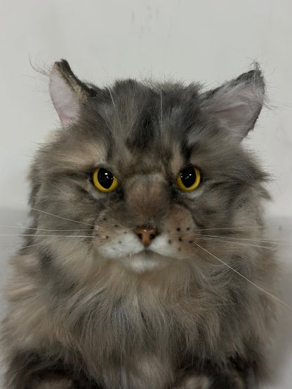 Plush American Tabby Cat Longhair Order to Make