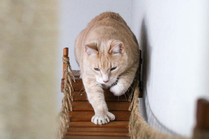 The Expedition - Cat Jungle Gym Wall System