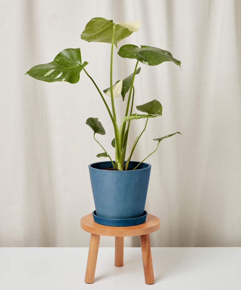 Enhance Your Home with Monstera Thai Constellation – Loving Cats Worldwide®
