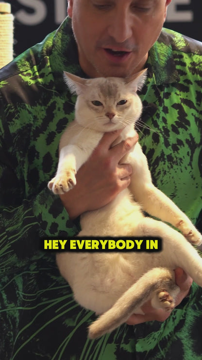 Washington DC (Chantilly Virginia) CATSTRAVAGANZA® October 11th - 12th, 2025