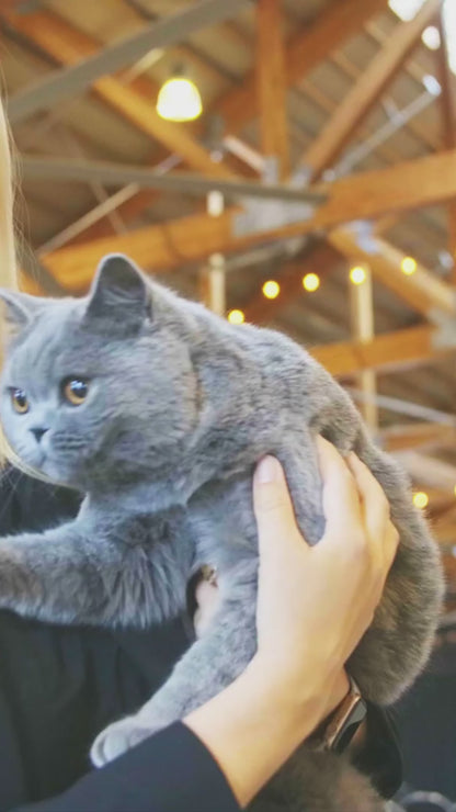 Boston CATSTRAVAGANZA® September 27th, 2025