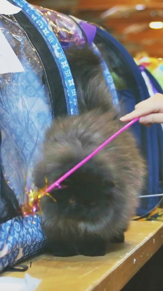 West Palm Beach CATSTRAVAGANZA® November 1st, 2025