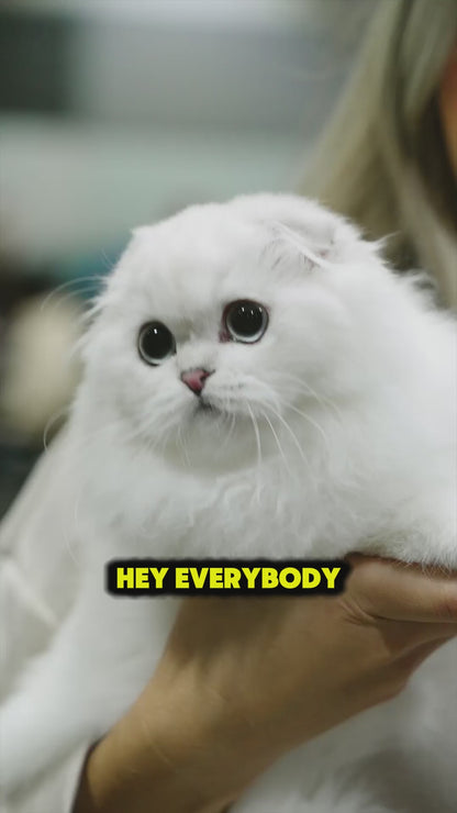 Dallas CATSTRAVAGANZA® October 18th, 2025